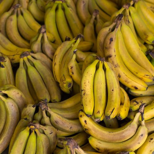 Upcycling: Good for Pets, Good for the Planet