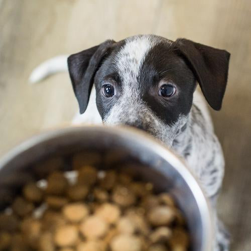 Why Offer Probiotic Dog Treats?